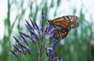 Getting a better understanding of the monarch’s spring migration