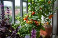Tomatoes © Dima Berlin