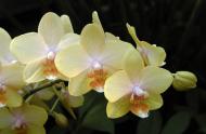 Phalaenopsis &#039;TAIPEI GOLD X LEYTE STUART&#039; © Gilles Murray