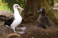 Albatros de Laysan (Phoebastria immutabilis) © Jean Lemire, Glacialis Productions