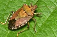 Adult - brown marmorated stink bug (Halyomorpha halys)