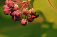 Longicorne de l&#039;asclépiade sur un plant d&#039;asclépiade