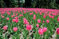 Tulipes dans les Jardins d&#039;accueil. Crédit photo : Jardin botanique de Montréal, Michel Tremblay