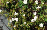 Rhododendron groenlandicum