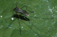 Living in peace with stinging and biting insects