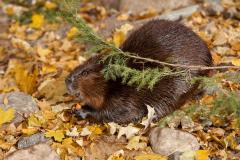 Beaver of the Biodôme in the fall.