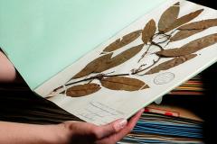 Marie-Victorin Herbarium