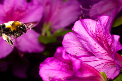 Attraction florale au jardin