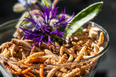 Insects on the menu