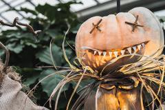 Célébrez l’Halloween en famille au Jardin botanique