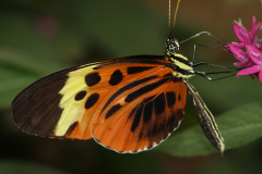 Do butterflies all eat at the same time?