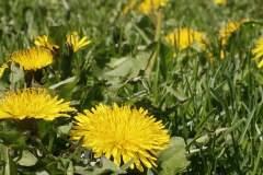 Do we really have to let dandelions grow?