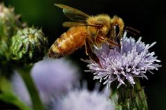 La sauvegarde des pollinisateurs : un enjeu nord-américain - carrousel