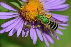 Le service des renseignements entomologiques : pour découvrir les insectes qui vous entourent! - carrousel