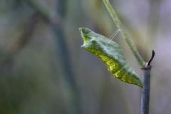 Papilio polyxenes - chrysalis
