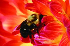 Bumblebee © Jardin botanique de Montréal (Gilles Murray)
