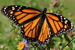Monarch butterfly (Danaus plexippus) © André Sarrasin