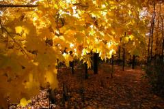 Autumn colors © Jardin botanique de Montréal (Michel Tremblay)