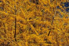 The tamarack's autumn foliage © Jardin botanique (J. Boutin) 