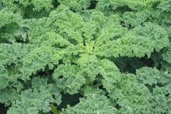 Kale. Crédit photo : Wikipédia