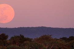 The full moon appears enormous when it is just on the horizon.