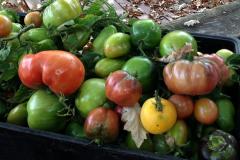 Harvest