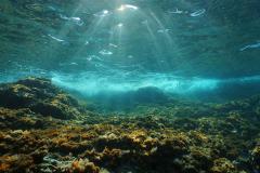 Soleil sous-marin à travers la surface de l'eau vue depuis un fond rocheux. 
