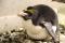 Macaroni penguin (Eudyptes chrysolophus)