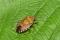 Adult of the brown marmorated stinkbug (Halyomorpha halys).