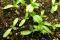 Mingan thistle seedlings, a few days old