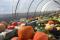 Winter squash harvest at the Food Garden
