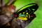 Ornithoptera priamus poseidon - mâle, Australie