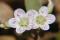 La délicate claytonie de Caroline porte de magnifiques petites fleurs roses et blanches