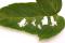 Visuel 5 - longicorne asiatique (Anoplophora glabripennis) – Dégâts alimentaires d’un adulte sur une feuille