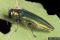 Agrile du frêne (Agrilus planipennis)
