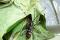 Visual 3 - Asian longhorned beetle (Anoplophora glabripennis)
