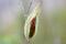 Fruit et graines de l’asclépiade de Syrie (Asclepias syriaca)