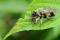 Les asilides sont des mouches prédatrices voraces. Celle-ci, du genre Laphria, est très commune au Québec.