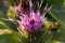 Une spectaculaire fleur de bardane