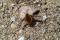 Le grand bombyle (Bombylius major) est une espèce commune, que l’on aperçoit très tôt au printemps. Ici, une femelle cherche à accumuler des particules de sable dans sa poche abdominale.