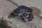 Chrysemys picta (tortue peinte)