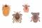 Black-legged tick