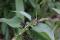 Black swallowwort (cynanchum louiseae)