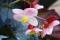 Begonia Rex, © JBM, Albane Le Nay