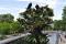L'arbre aux oiseaux © cc Flickr (robertlafond2009)