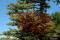 Spruce broom rust (Chrysomyxa arctostaphyli)