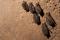 Chauve-souris brune - Myotis lucifugus