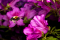 Azalea flower visited by a bumblebee.