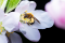 Crabapple flower visited by a bee.
