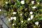 Labrador tea (Rhododendron groenlandicum)